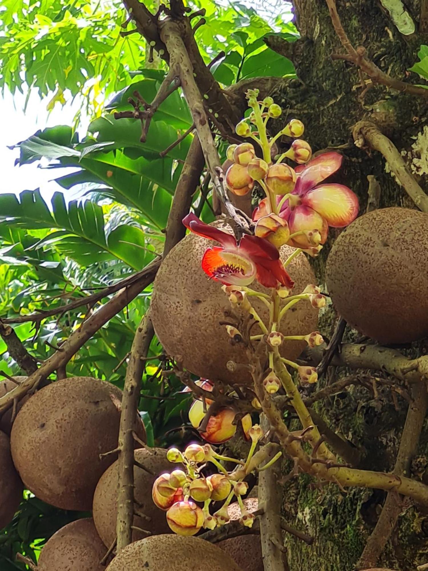 Les Gites Kajou Bouillante Esterno foto